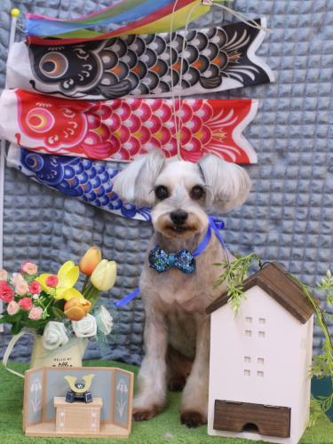 20230526ここちゃん